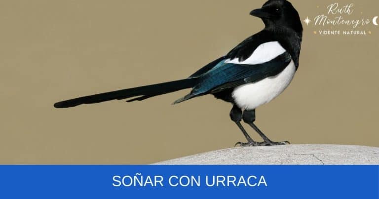 Sueño: Soñar con Urraca